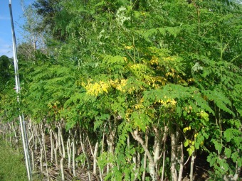 moringa oleifera tree1