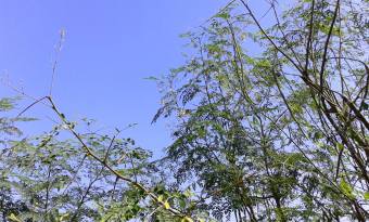 moringa-oleifera-tree10