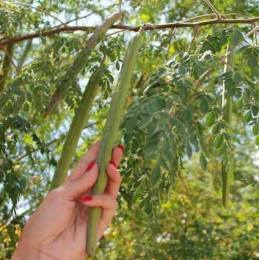 moringa-oleifera-tree11