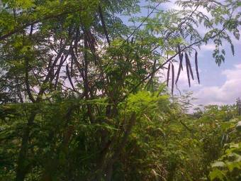 moringa-oleifera-tree12