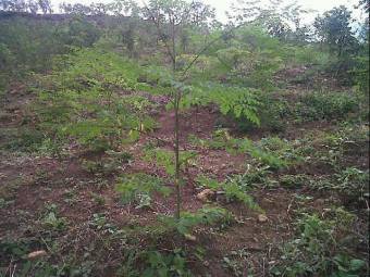moringa-oleifera-tree13