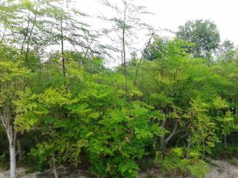 moringa-oleifera-tree15