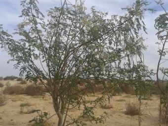 moringa-oleifera-tree22