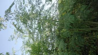 moringa-oleifera-tree35