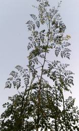 moringa-oleifera-tree38