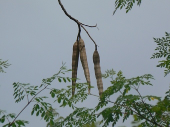 moringa-oleifera-tree41