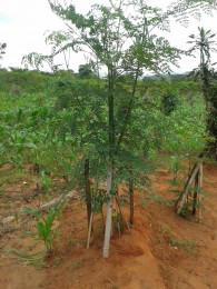 moringa-oleifera-tree53