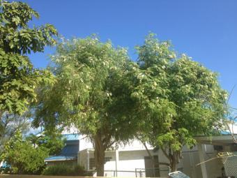 moringa-oleifera-tree6