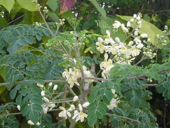moringa-oleifera-tree60